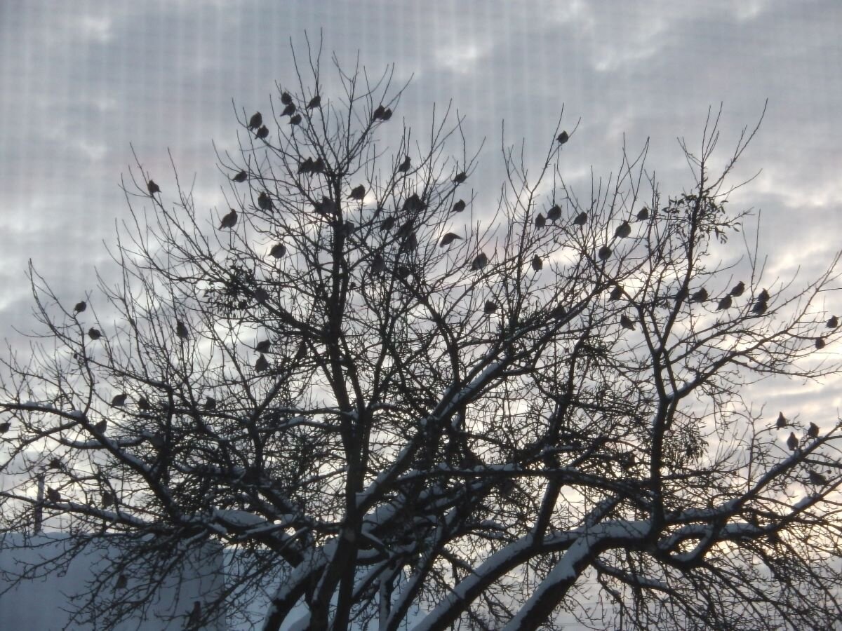 Свиристели зимой в саду. Фото автора 