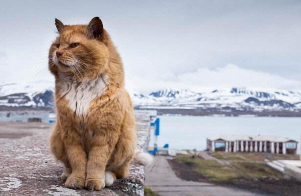 фото — rambler.ru. Тот самый Кеша.