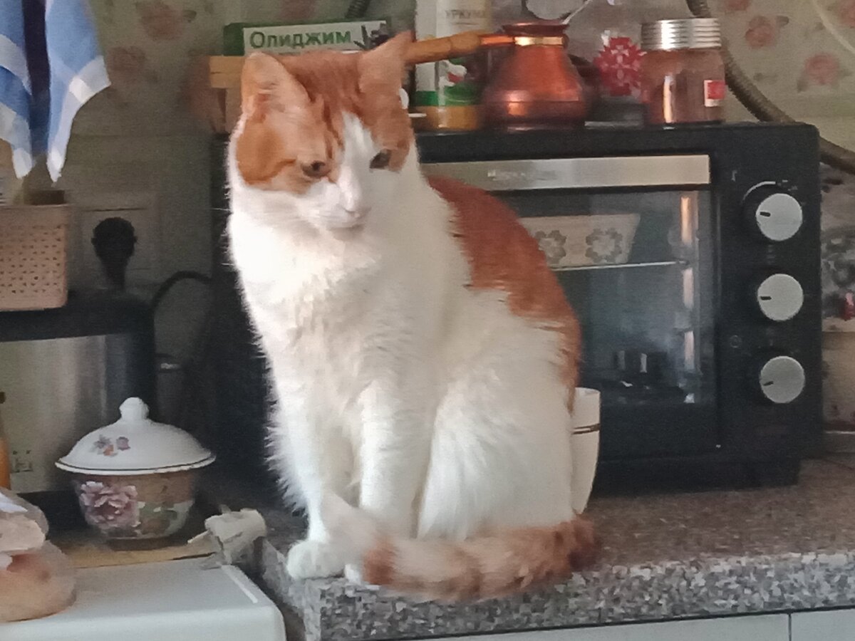 Предсказывает Ванюша.