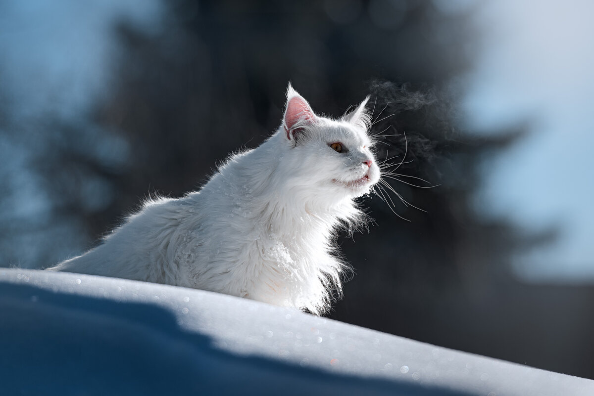 Котики на лапках разносят мусор. :) Эта и еще один.)