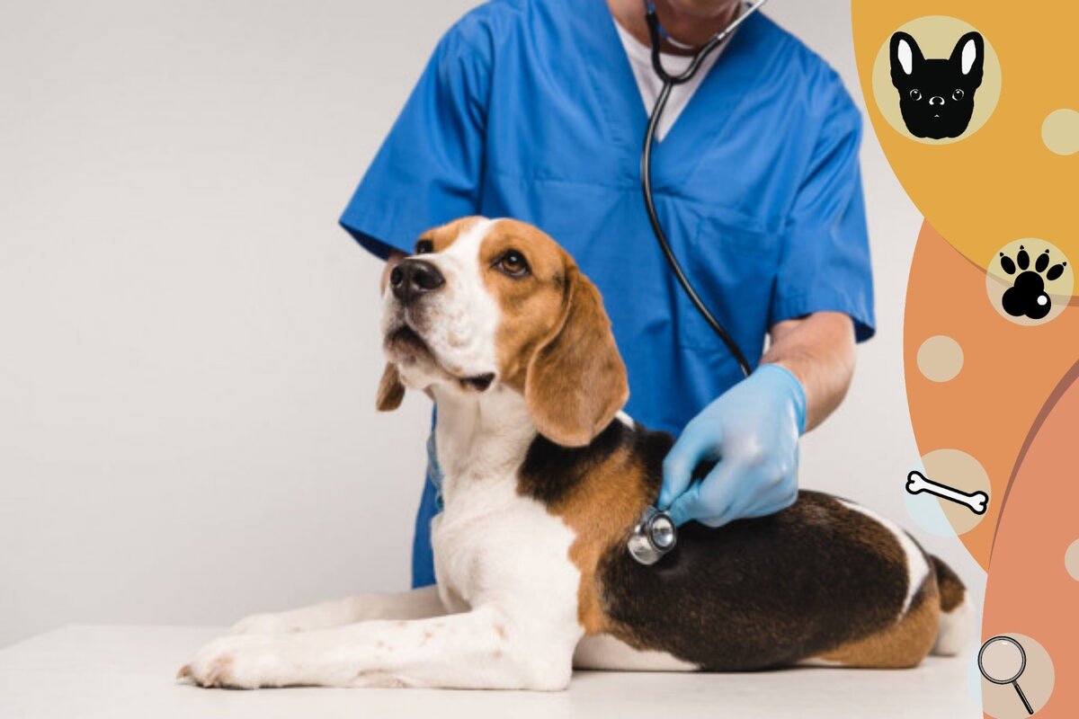 бигль на приёме у вет.врача