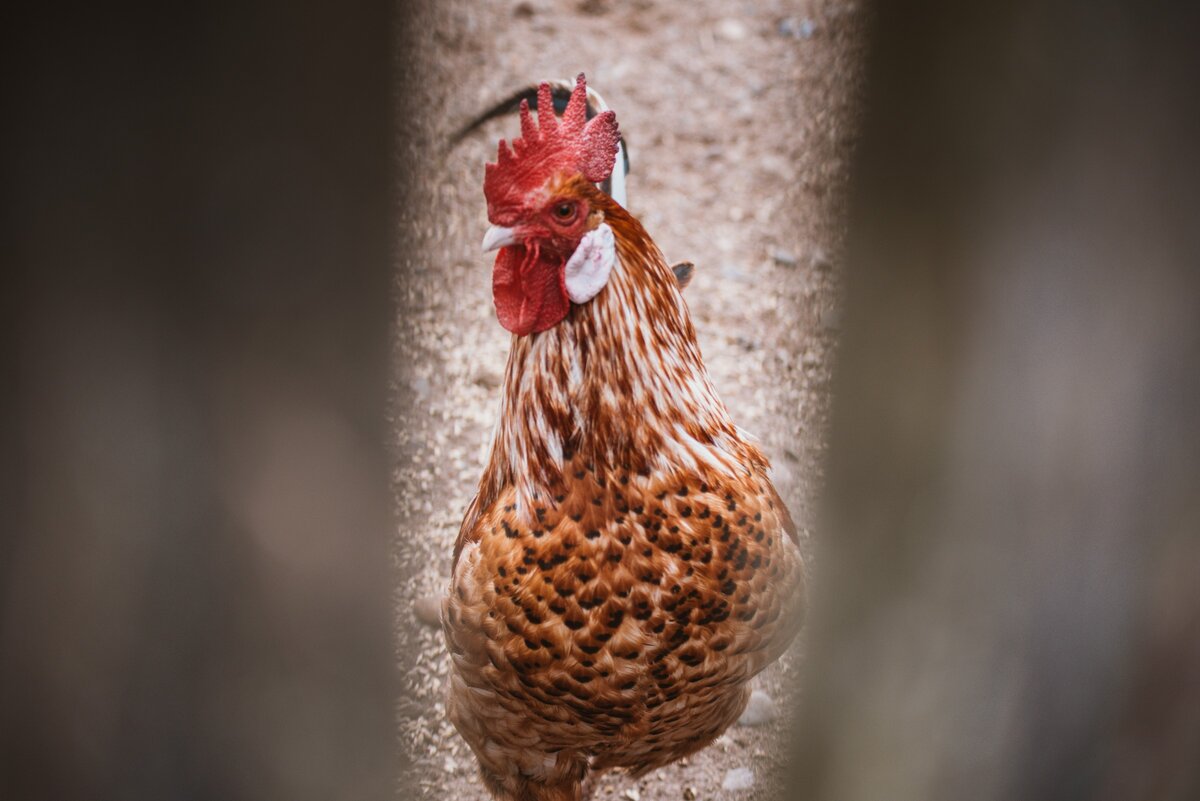 Соседский петух не понял по какому поводу фотосессия.
