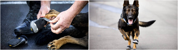 Собаки ценные сотрудники полиции, поэтому даже безопасность их лап имеет огромное значение