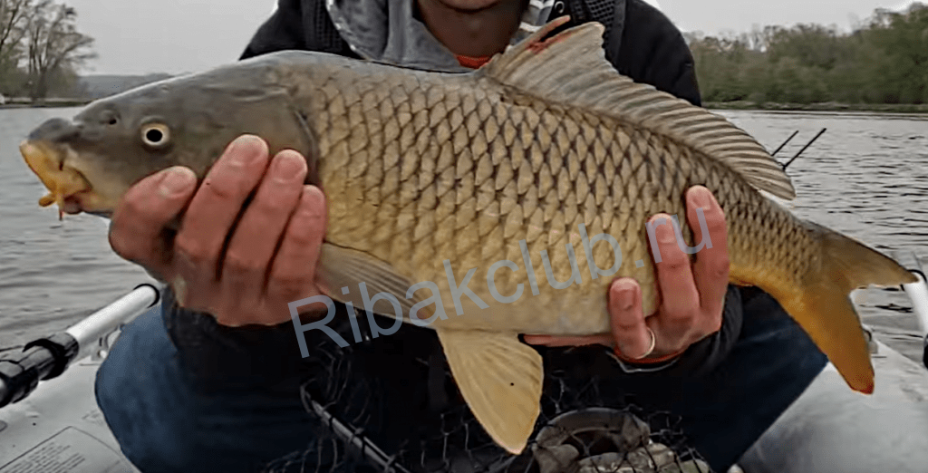  Ловля сазана в мае