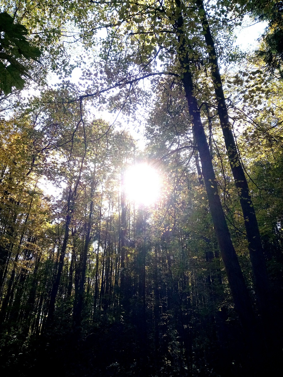Осеннее солнце