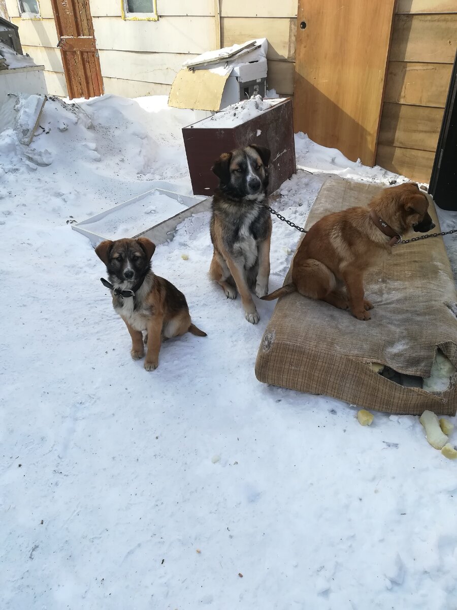 Вот они, наши красавчики