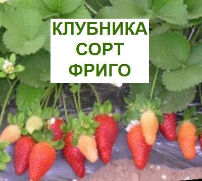 клубника ФРИГО