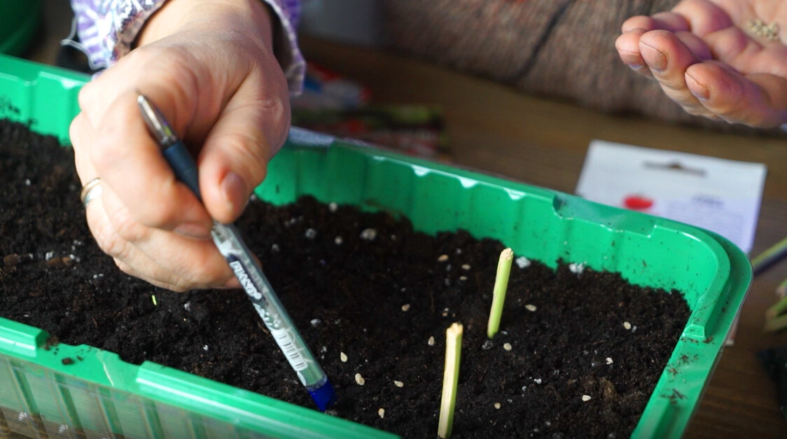 пошагово рассада помидоров. купировка помидор в рассаде. семена помидор на рассаду. пошагово рассада помидоров.