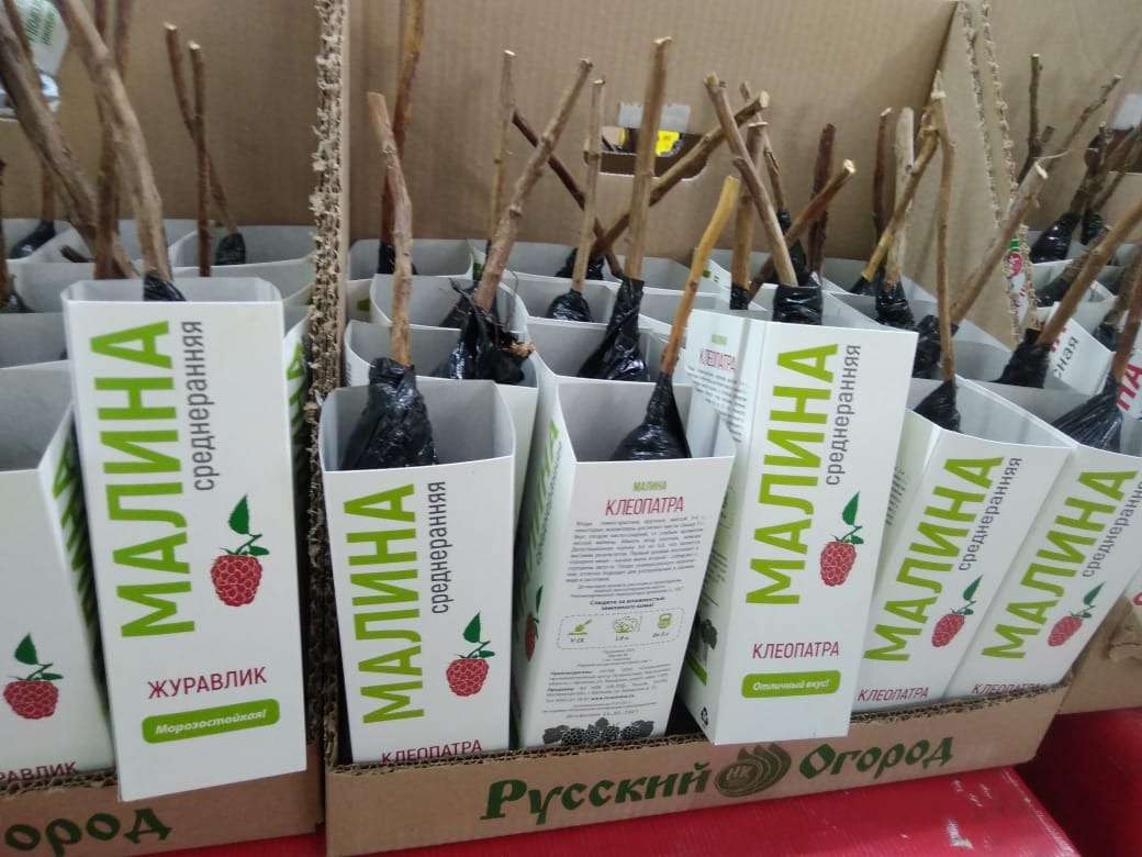 сорта Журавлик и Клеопатра