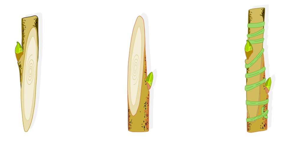 Схема прививки с сайта https://www.wexthuset.com. Свободный доступ.