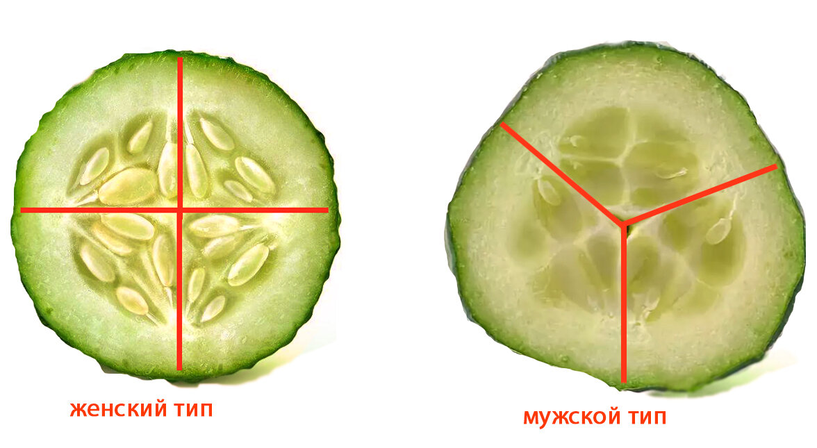 Как определить огурец женский или мужской фото