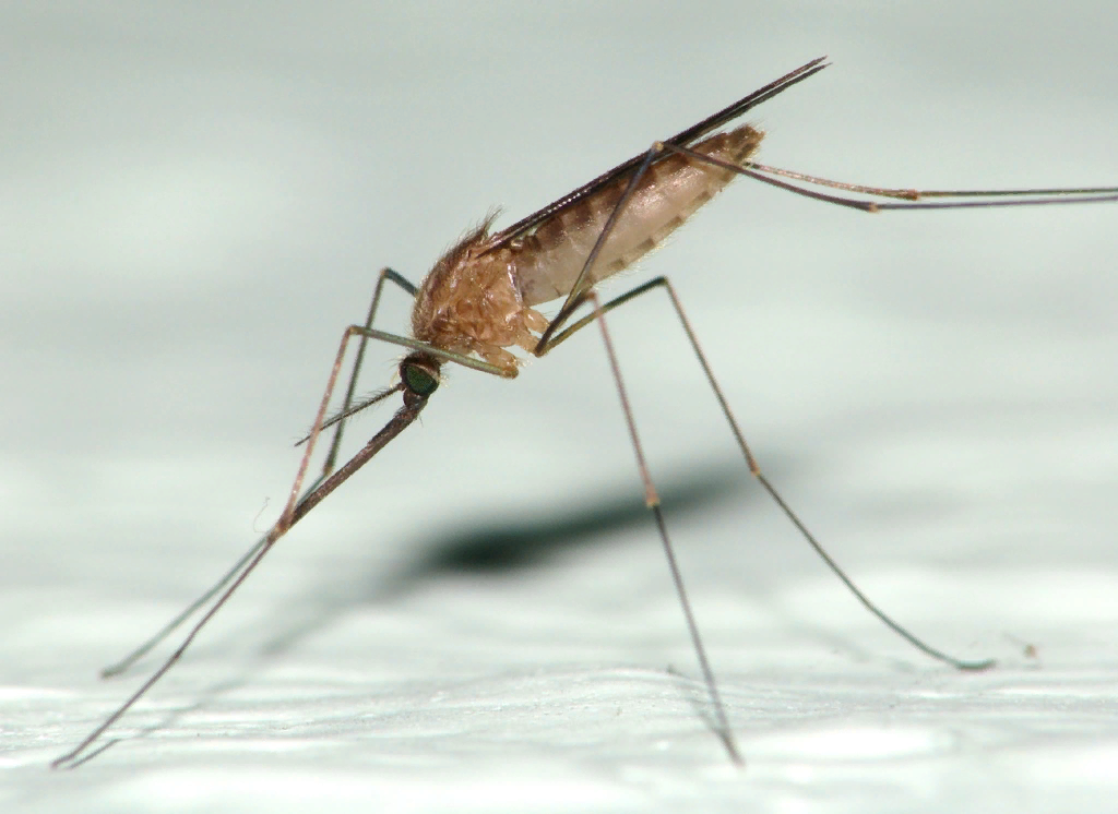 Малярия животное. Малярийный комар. Малярийный комар анофелес. Малярийный Москит. Малярийный Москит анофелес.