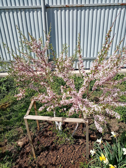 Миндаль (подарок на новоселье)