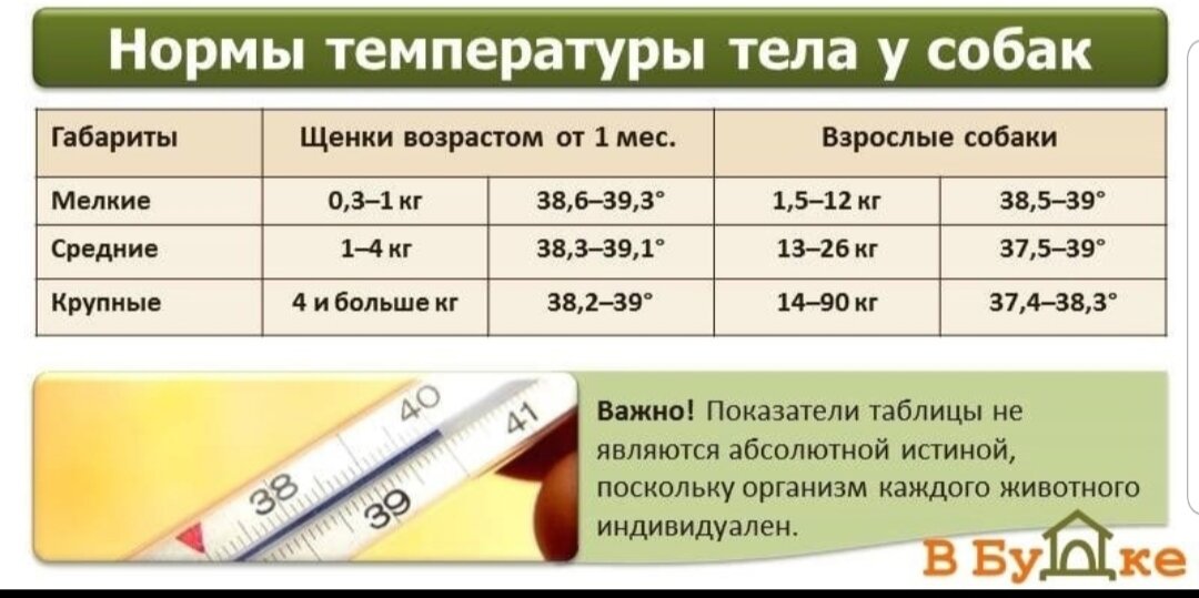 Пироплазмоз у собак: симптомы и лечение