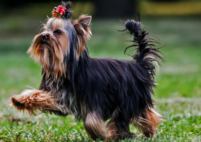 Немецкая овчарка, йоркширский терьер и ещё 7 востребованных пород собак