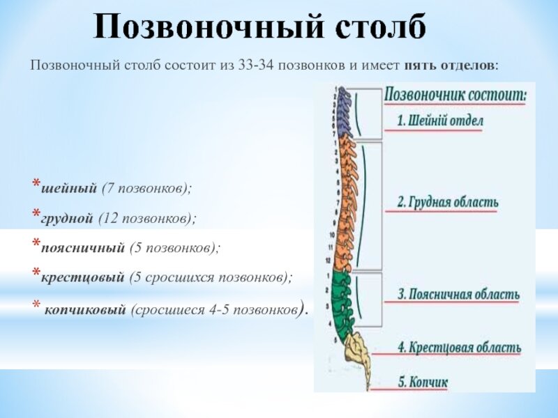 Какие отделы позвоночника срослись. Позвоночный столб. Позвоночник состоит из 5 отделов. Строение позвоночного столба. 5 Сросшихся позвонков.