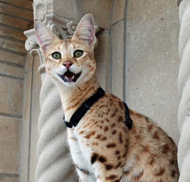 Саванна: первые два котёнка появились на свет в 1986 году весом кошка достигает до 15 килограмм цена на такую породу парируется от 3500 до 22.000евро 