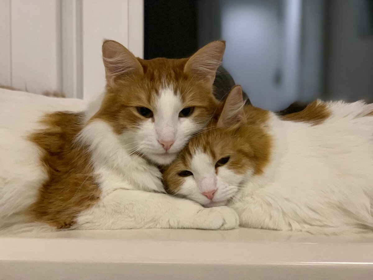 Дружные котики