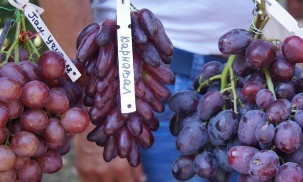 Виноград! Горячие новинки! ГФ Карнавал и Снежок Островок надежды Дзен