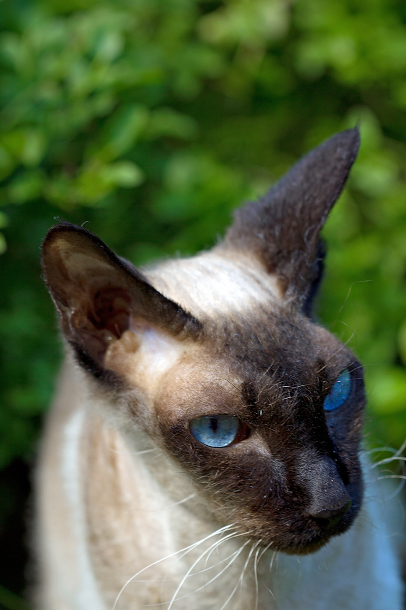 Красавица Капа