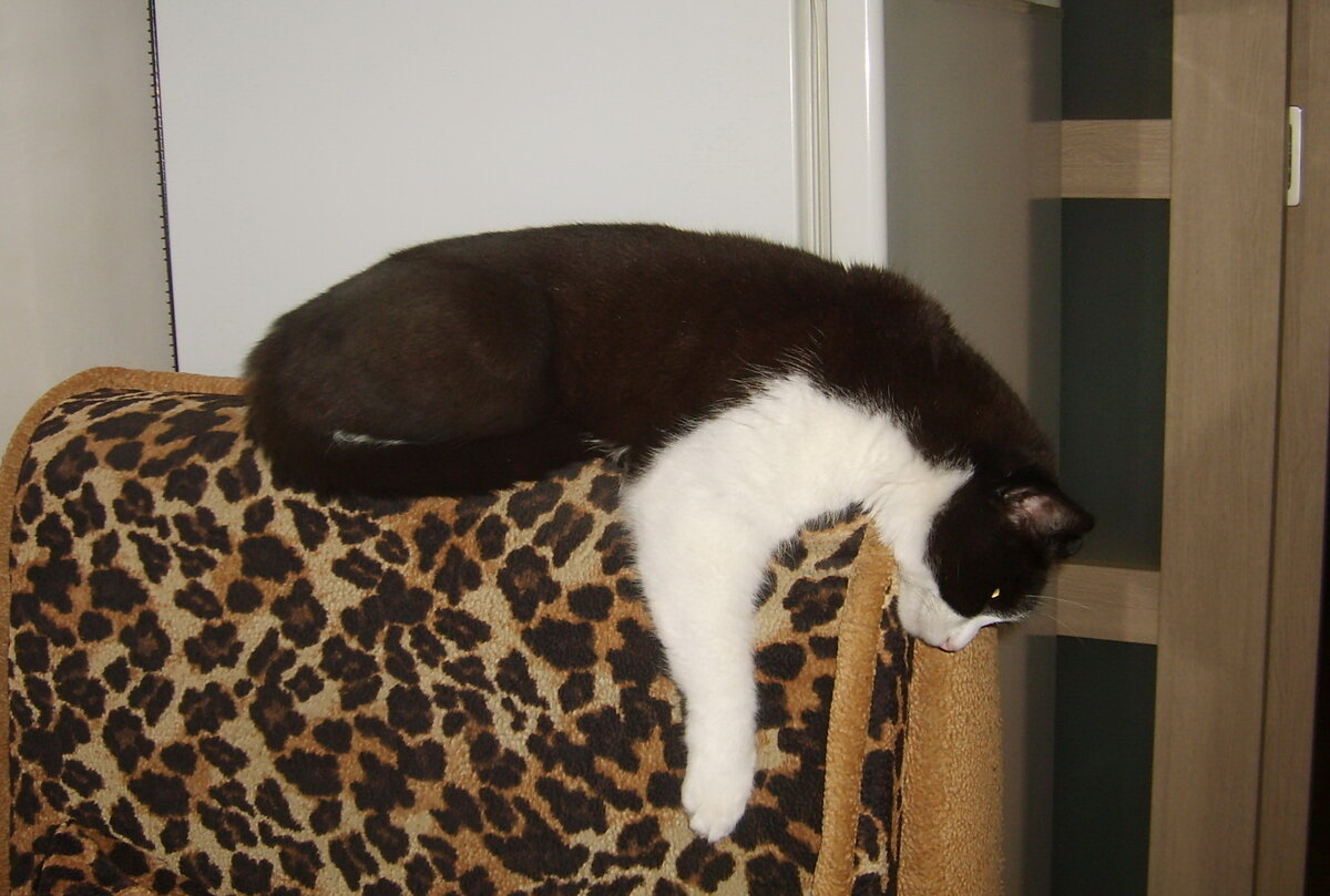 Барин Барсик