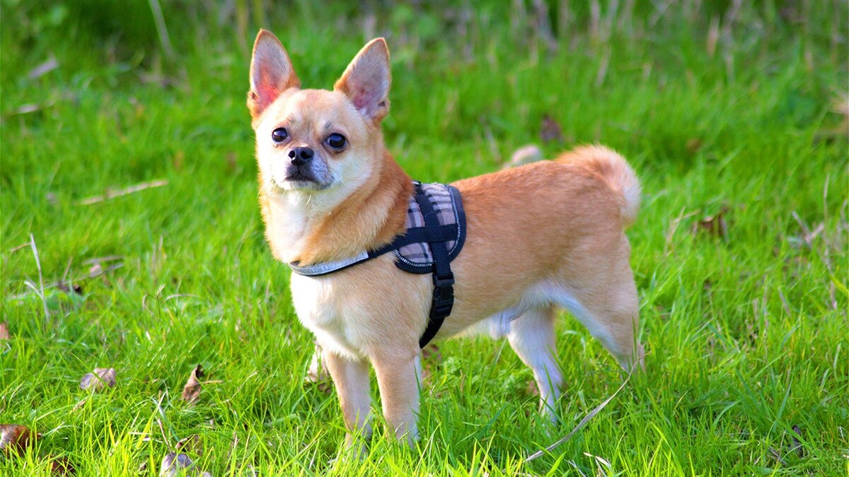 Фото взято из открытых источников  на Яндексе