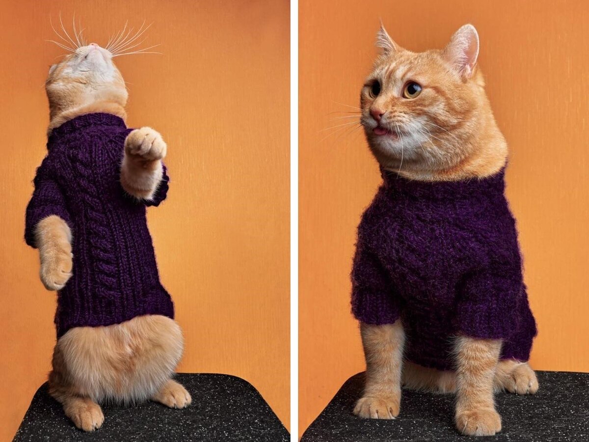 Что ТЕПЛО СОБАКЕ, то ТЕПЛО И КОТУ