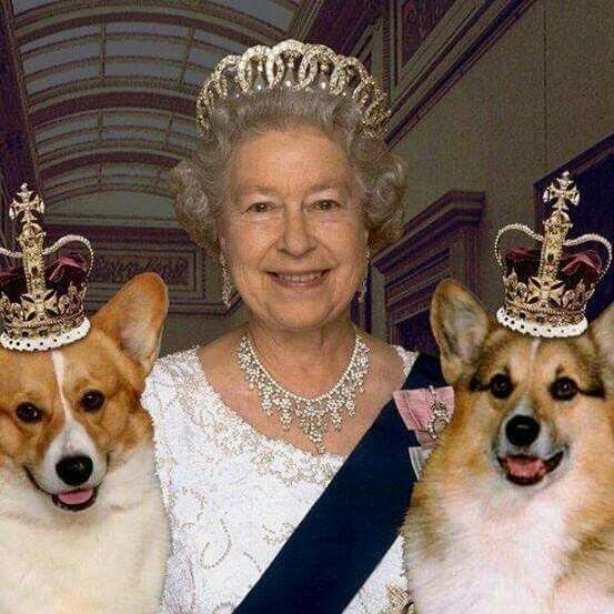 Елизавета Вторая со своими любимцами
