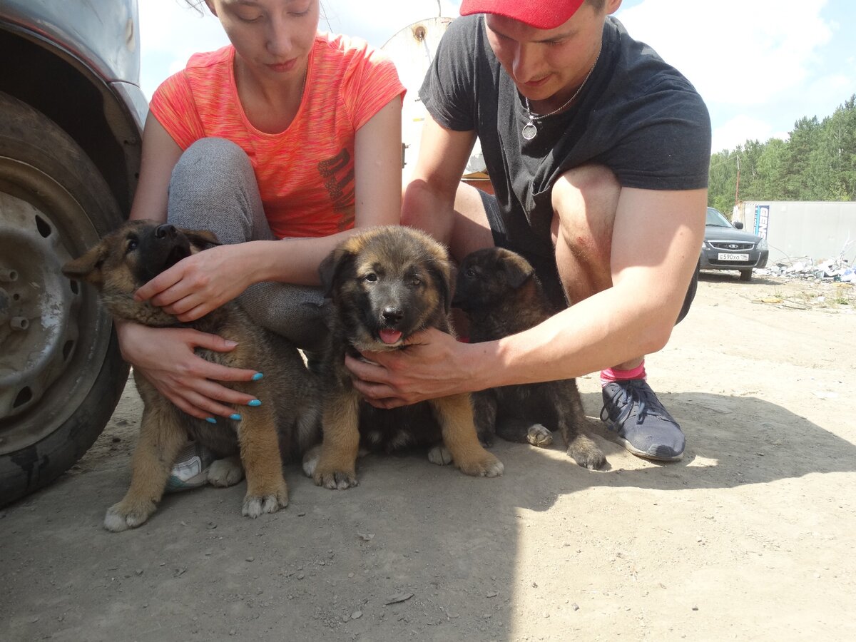 Чук, Гек и Дора вместе с гостями приюта «Надин Ковчег»