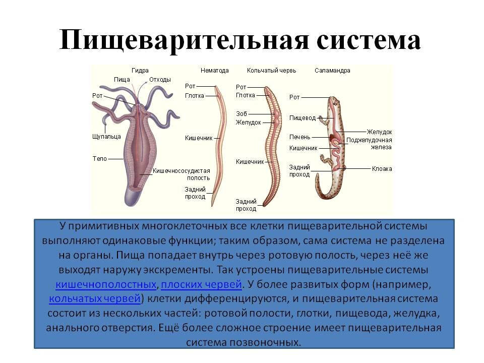 Выделительная система животных