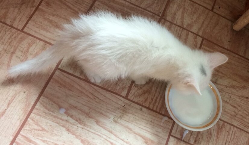 Вот такого котейку мне принесли