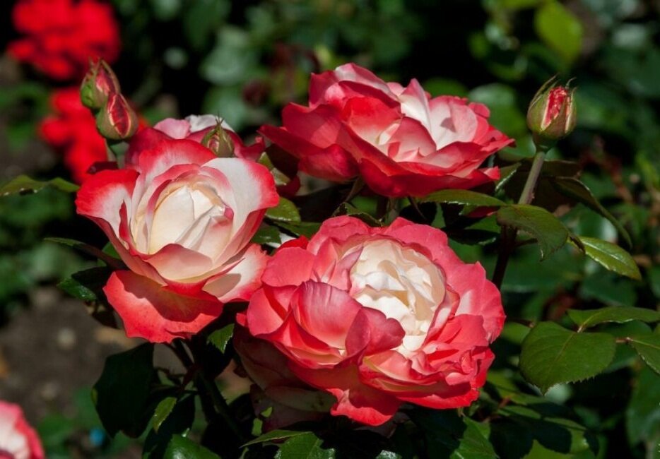 Роза чайно-гибридная Nostalgie