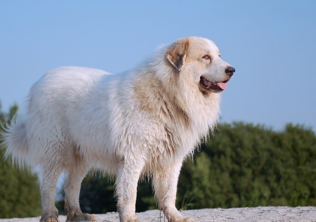 Защита и сохранение природных уникальностей Пиренеев в парках