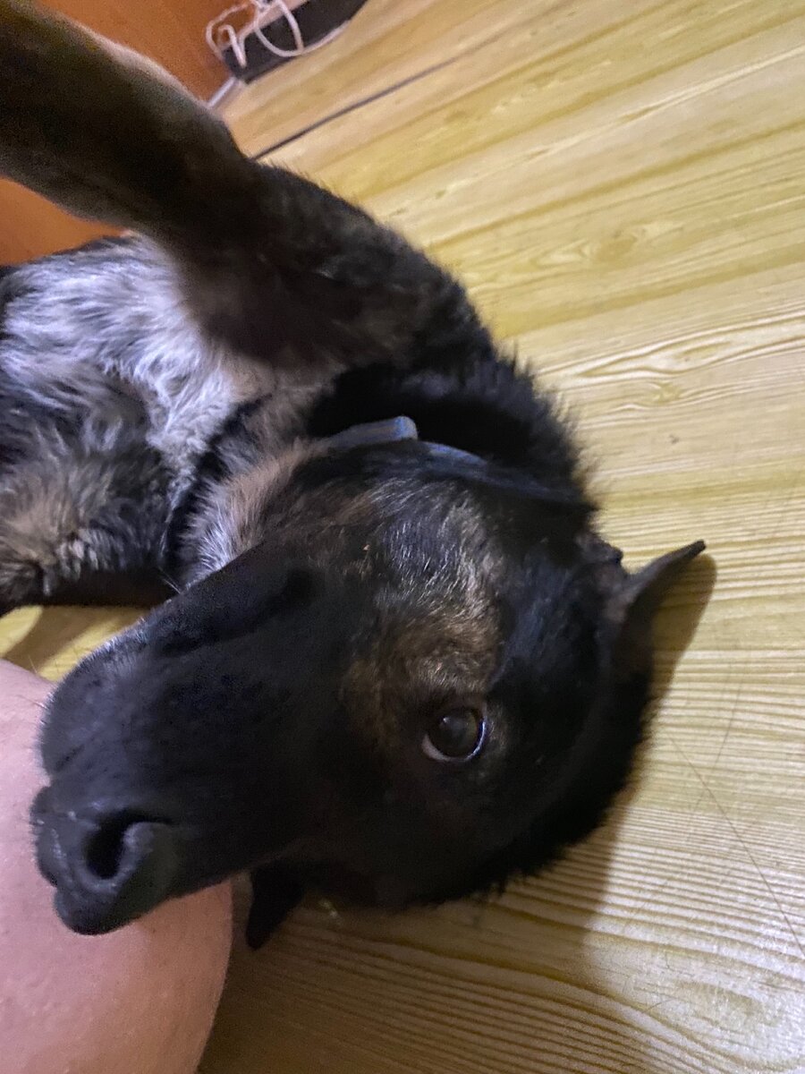 Блудня Гадя