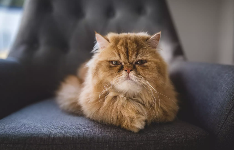 Персидский кот