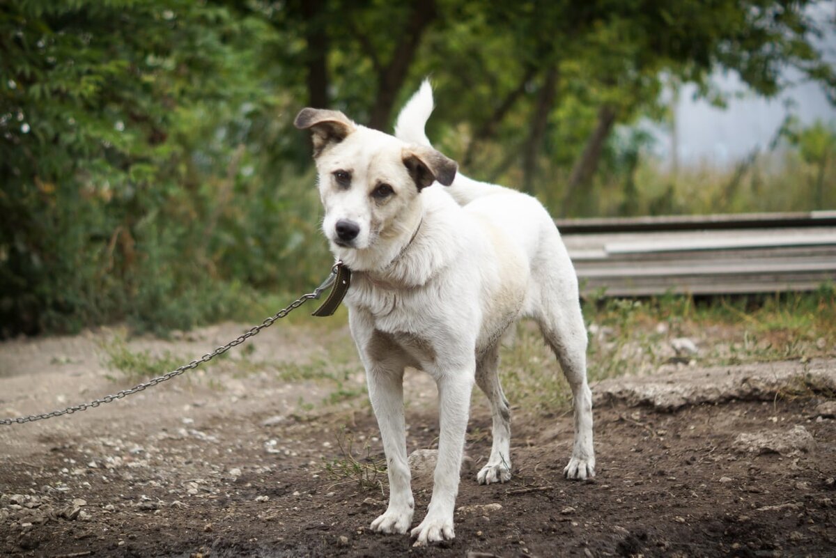 Пушистые собаки в приюте. Кошки это меховые цветы савва мажуко. Архимандрит савва меховые цветы. Пушистый домосед елец. Пушистый домосед елец приют для животных.