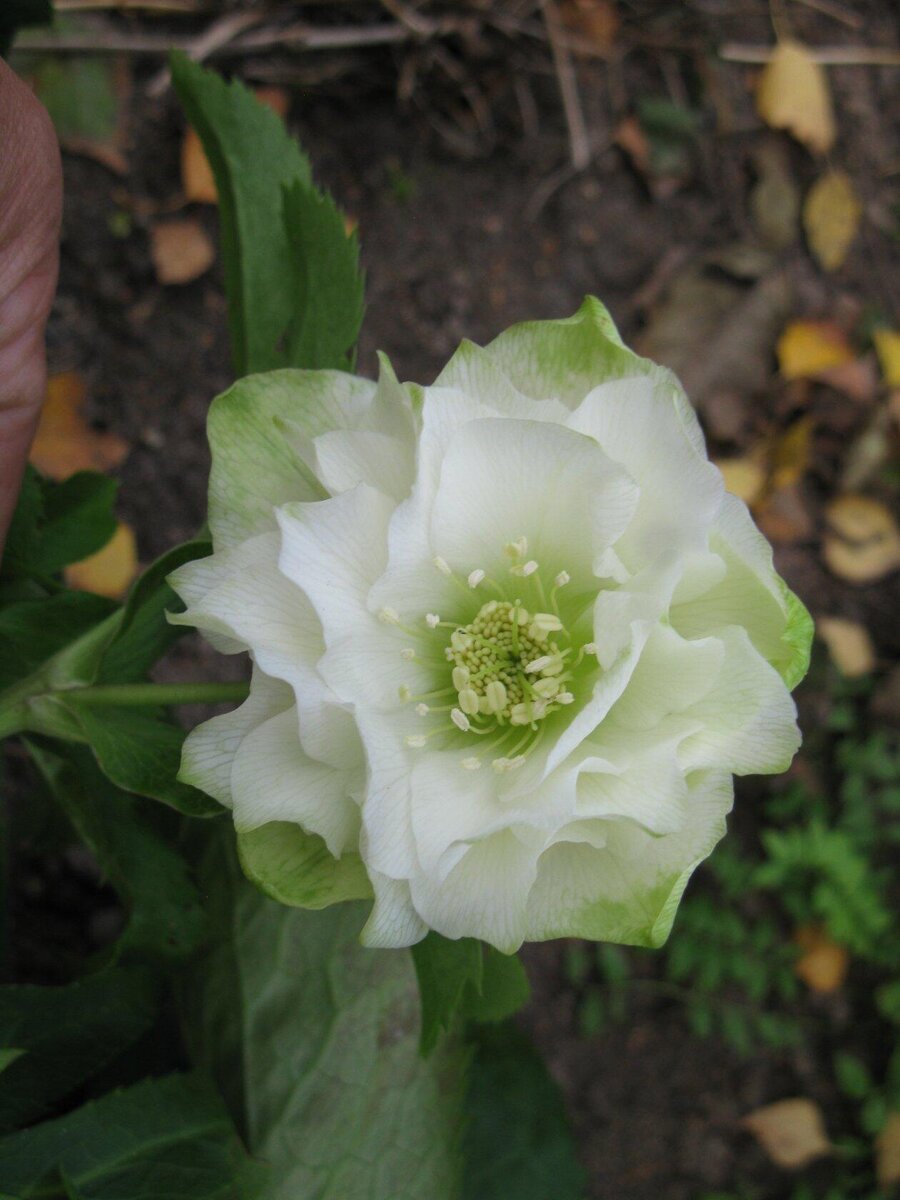 Махровый Морозник