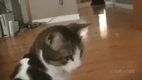 Почему котики так странно реагируют на расчёску?6