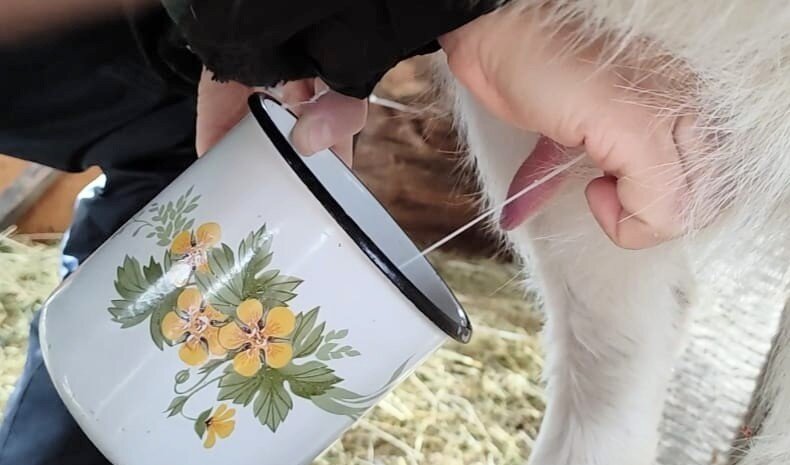 Раздой первокотки, первые дни.