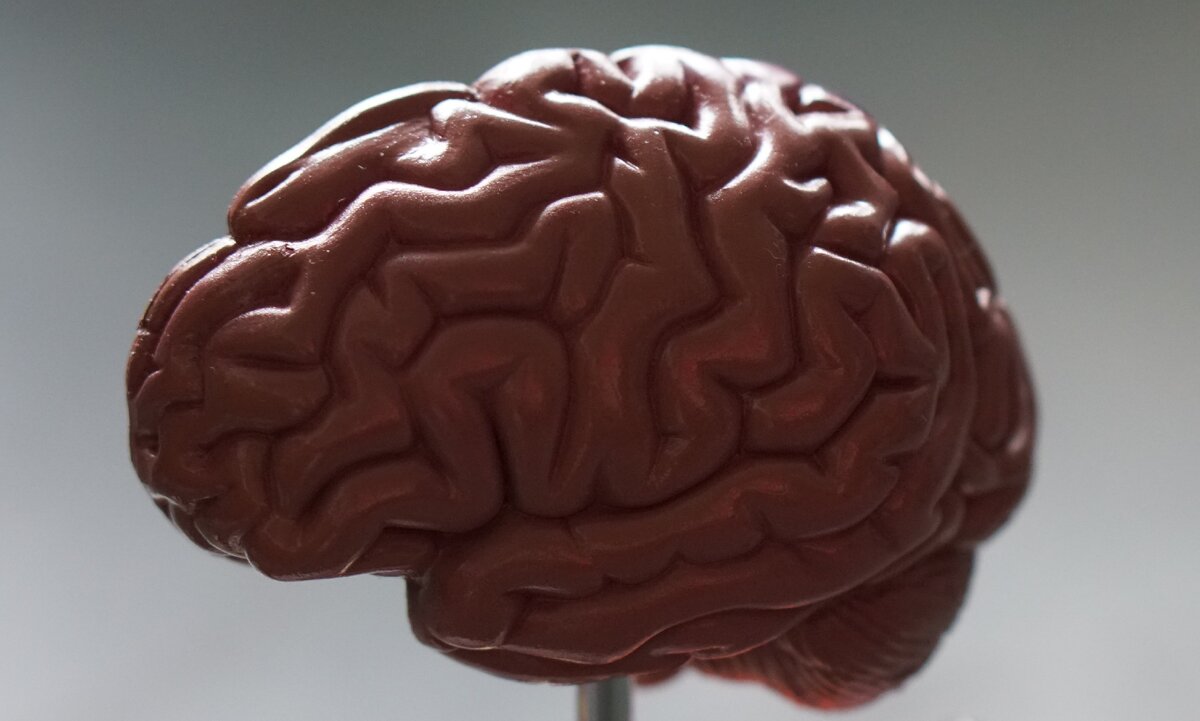 Макет мозга