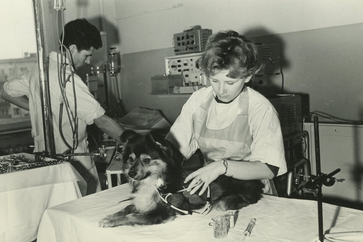 Предполетное обследование Уголька. Фото: Роскосмос / архив ИМБП РАН 