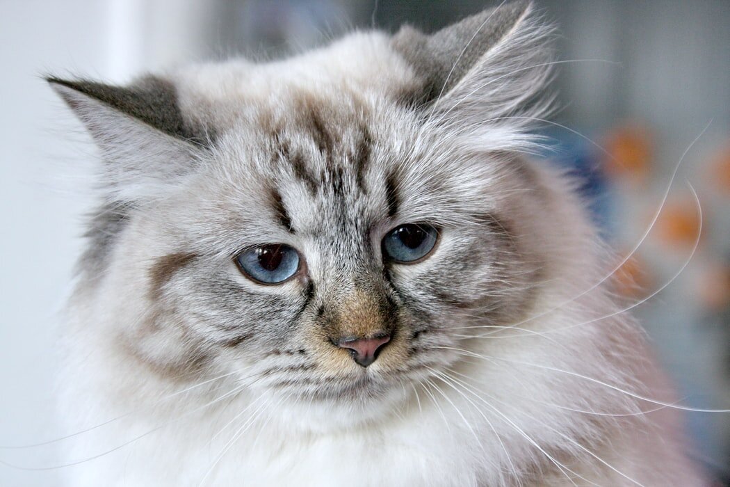 Невская маскарадная кошка сочетает в себе все качества идеального домашнего любимца: импозантная внешность, прекрасный характер и крепкое здоровье.