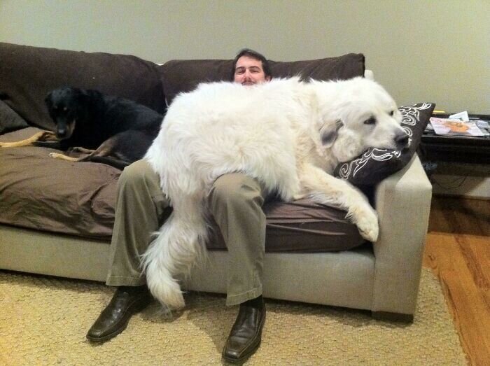 https://www.boredpanda.com/giant-dog-breeds/