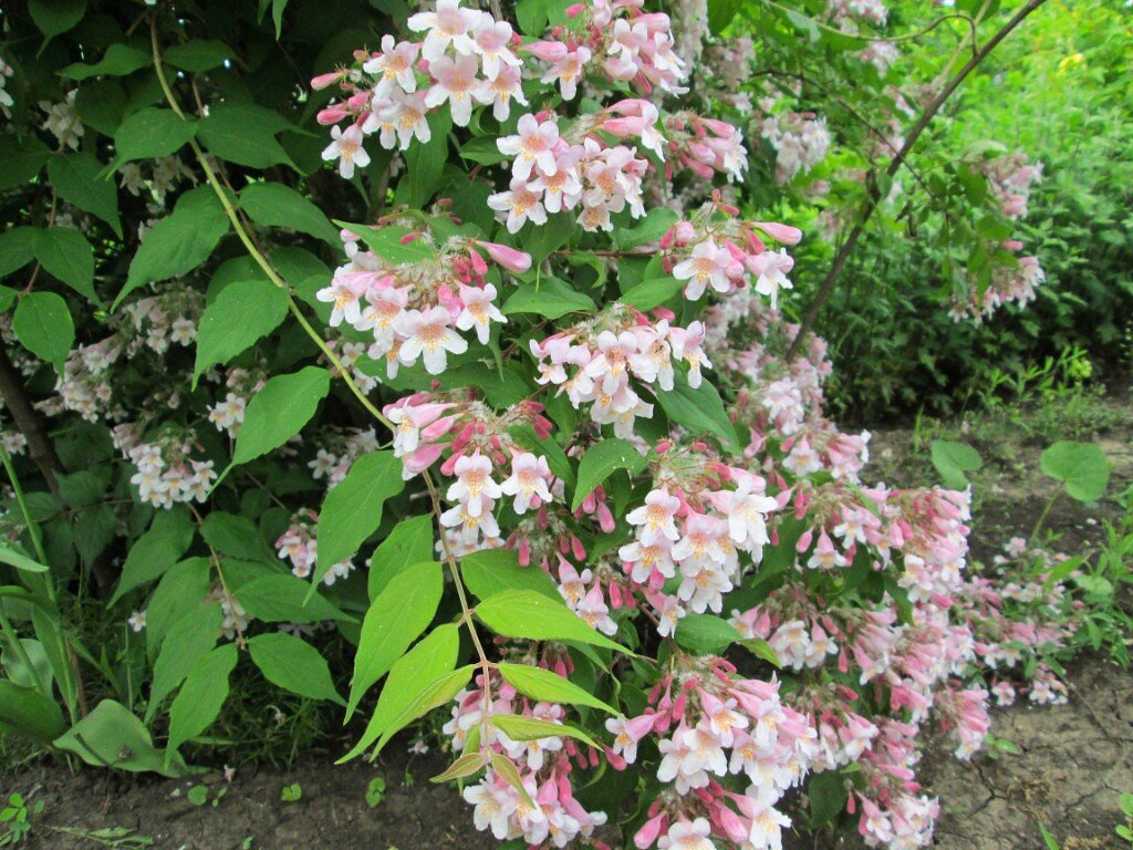 Кольквиция. 