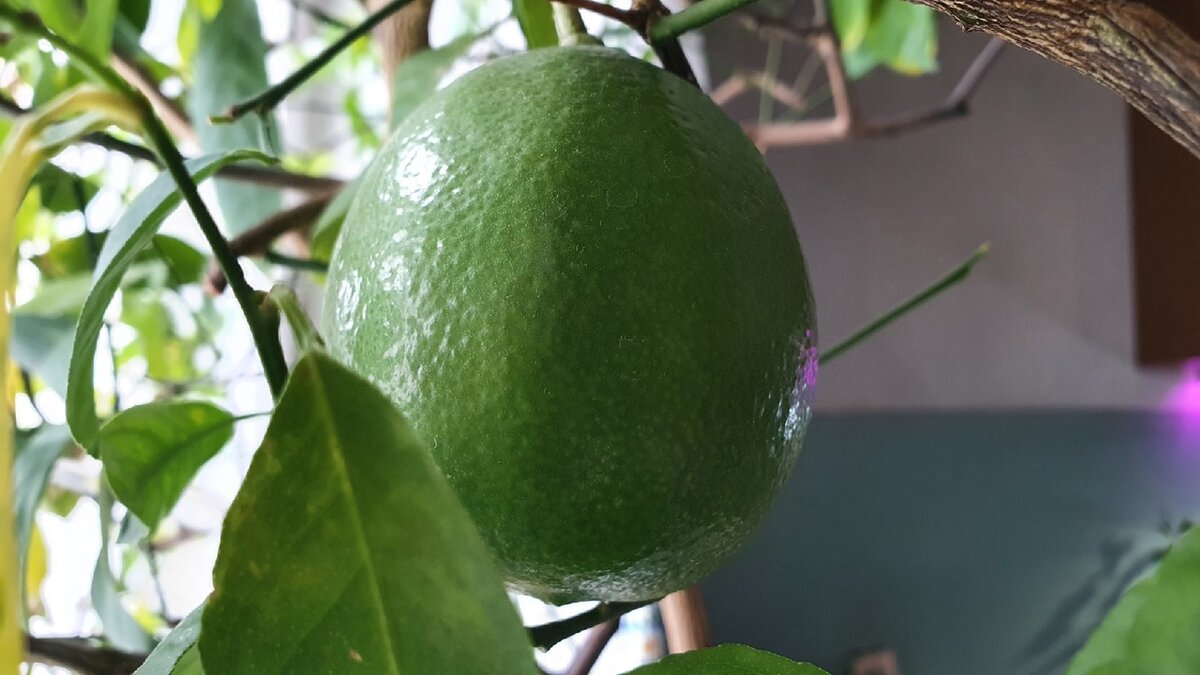 Фото Лужецкой Натальи плод нашего лимона Мейера 8 марта 2021 года