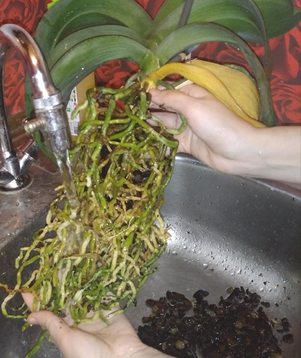 хорошо промываем корни в теплой воде