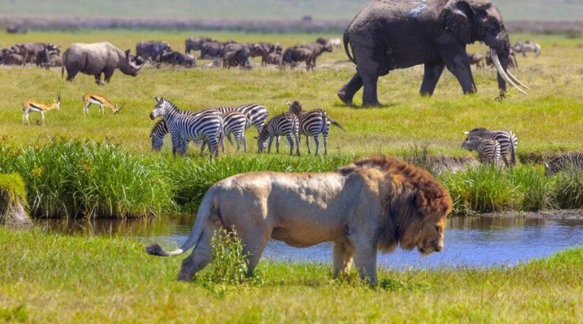 Очевидно, самым высоким биоразнообразием обладают южные регионы планеты. 