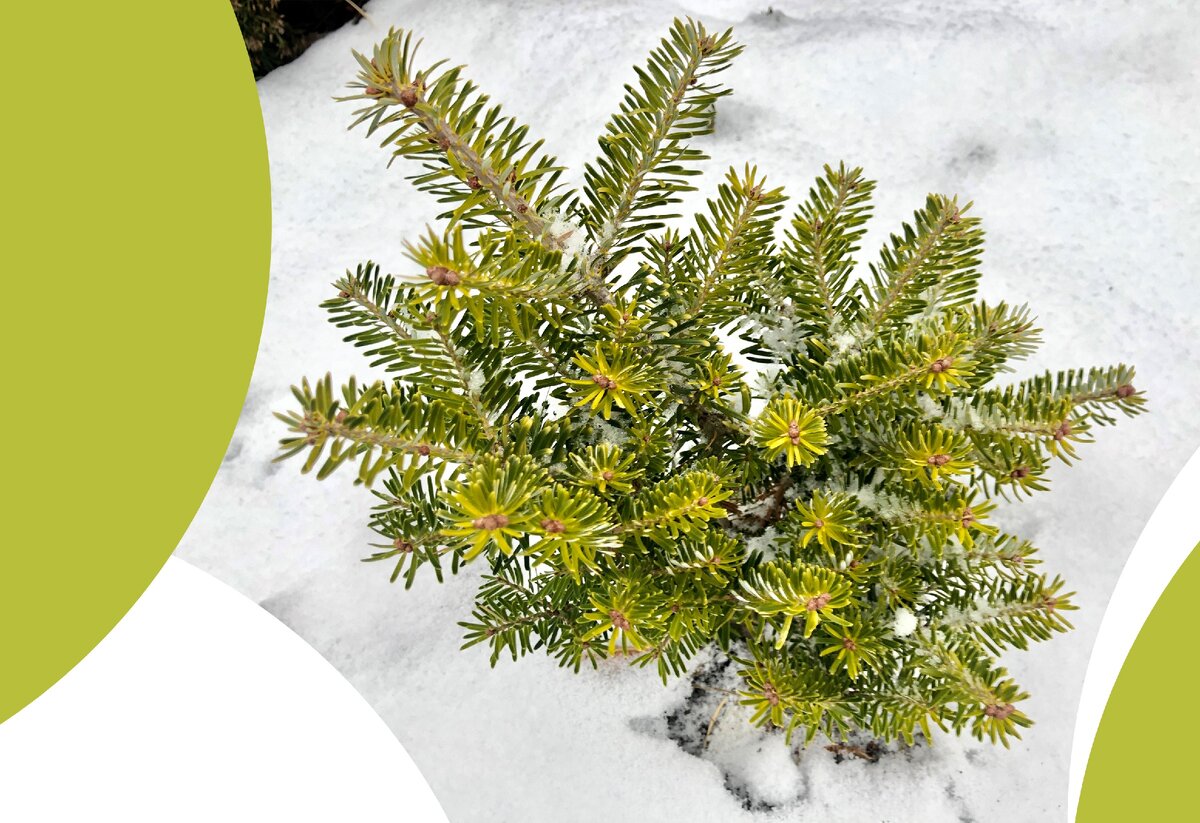 Пихта корейская Orange Glow