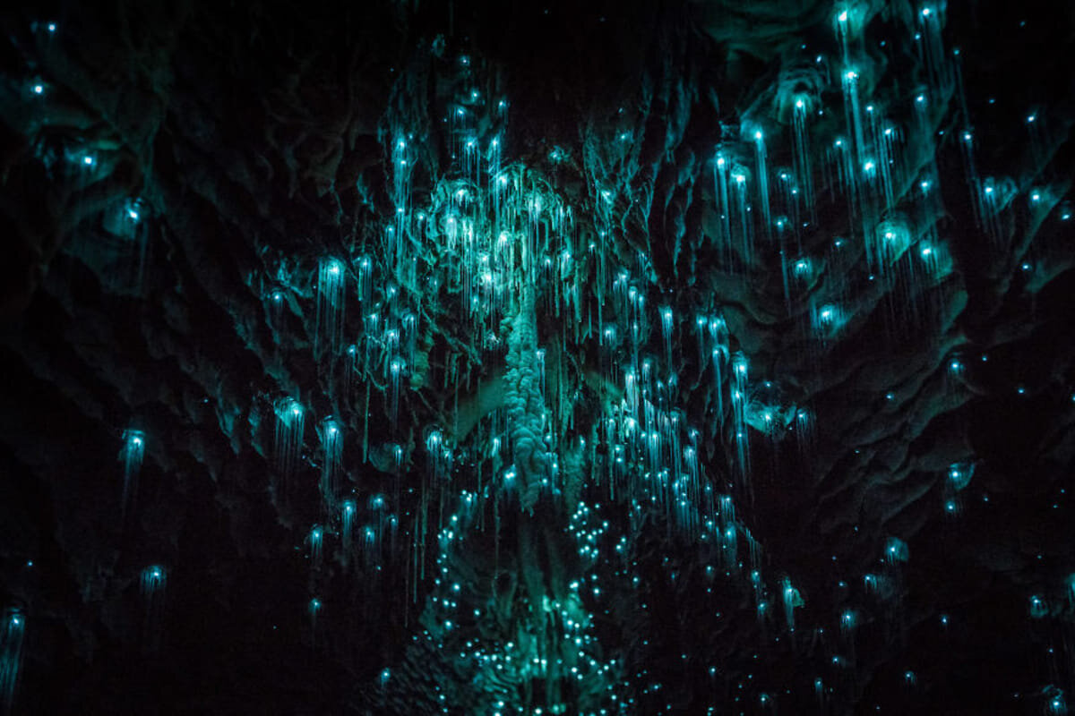 Waitomo caves. Пещеры Вайтомо новая Зеландия. Пещеры светлячков Вайтомо. Светящиеся пещеры Вайтомо новая Зеландия. Пещера светлячков новая Зеландия.