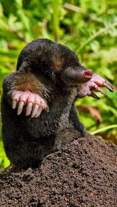 За одну минуту крот способен преодолеть под землёй расстояние до 30 сантиметров.Глаза у крота на самом деле есть, и они функционируют. Просто их обычно не видно, так как они прикрыты складками кожи.